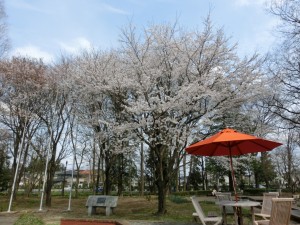 2014桜