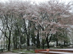 雪と桜