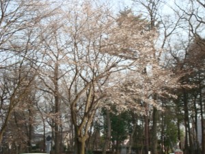 桜2013-1