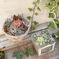 多肉植物の寄植え