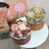 多肉植物の寄植え