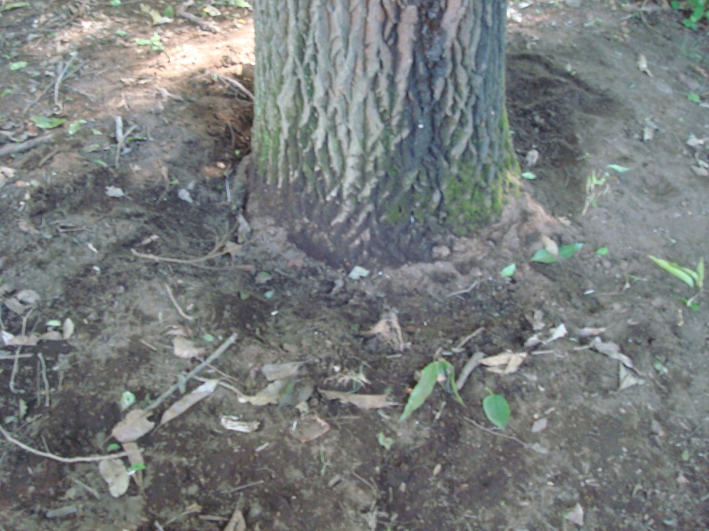 根元を掘られた木 グリムニュース 根元を掘られた木 グリムニュース